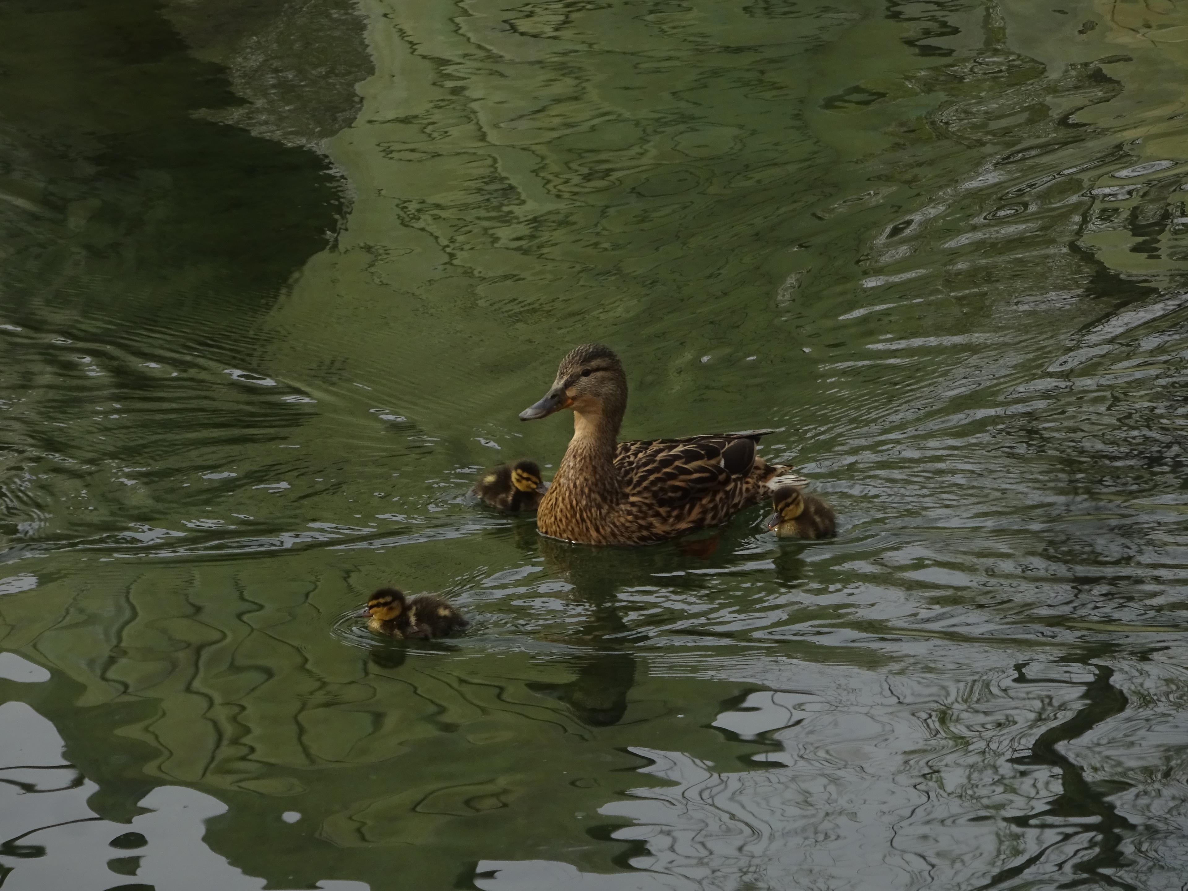 Beautiful Ducks
