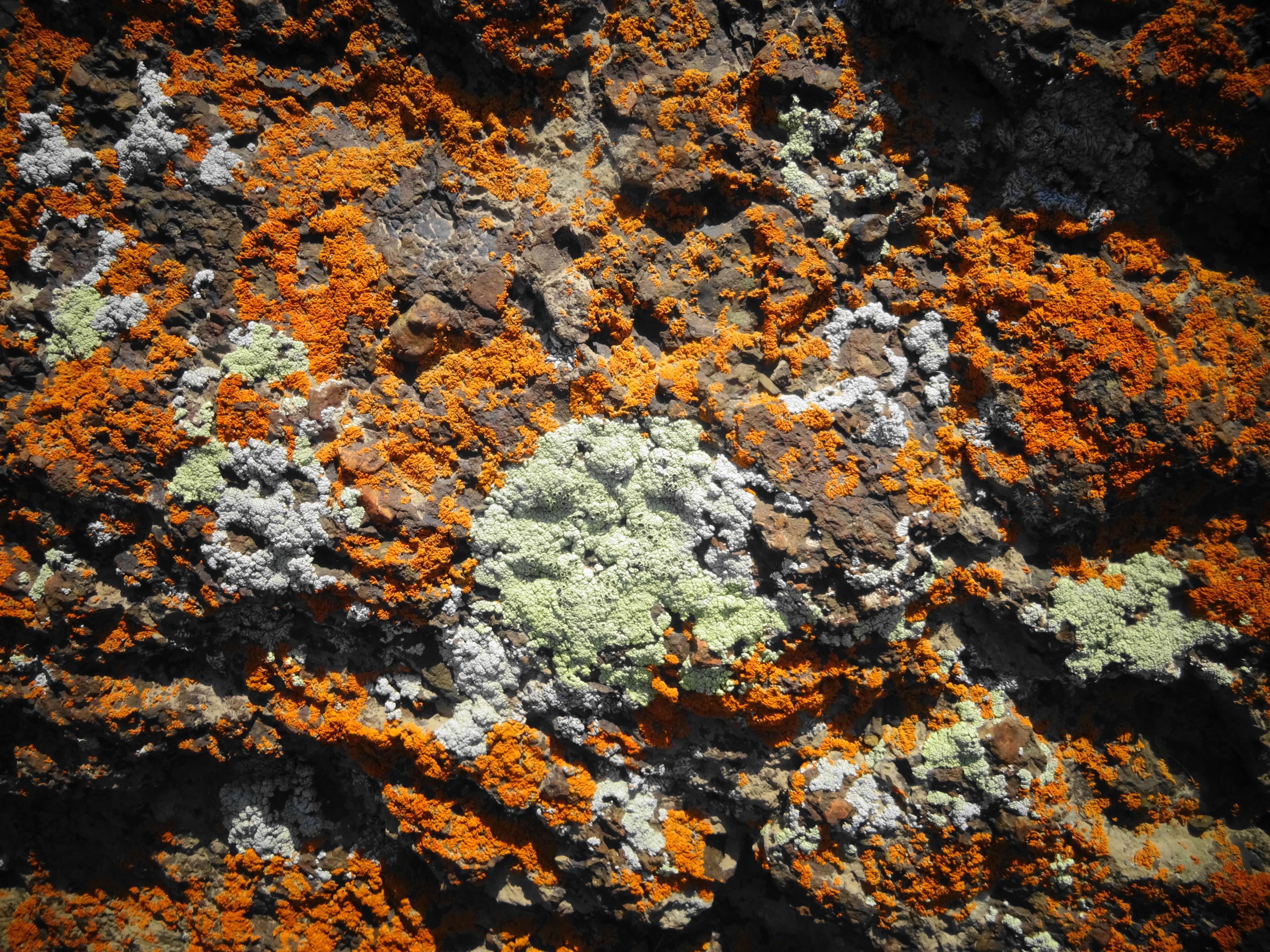 (Color Adjustment) Lichen